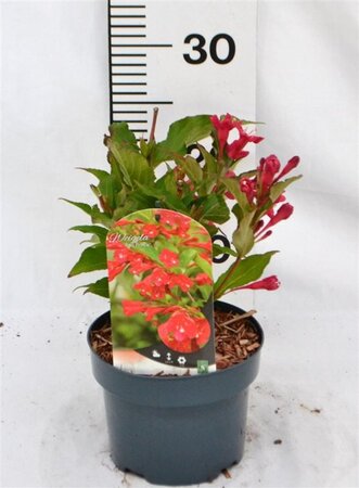 Weigela 'Red Prince' 30-40 cm cont. 2,0L - afbeelding 6
