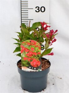 Weigela 'Red Prince' 30-40 cm cont. 2,0L - afbeelding 6