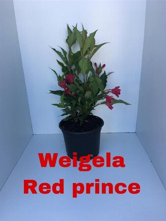 Weigela 'Red Prince' 30-40 cm cont. 2,0L - afbeelding 4