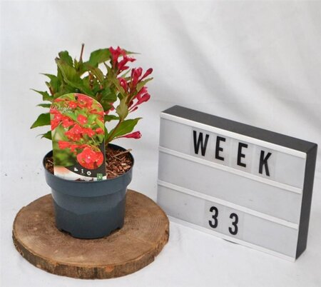Weigela 'Red Prince' 30-40 cm cont. 2,0L - afbeelding 7