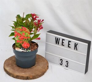 Weigela 'Red Prince' 30-40 cm cont. 2,0L - afbeelding 7
