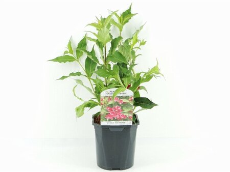 Weigela 'Red Prince' 30-40 cm cont. 2,0L - afbeelding 3