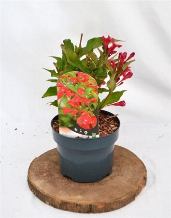 Weigela 'Red Prince' 30-40 cm cont. 2,0L - afbeelding 8