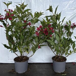 Weigela 'Red Prince' 30-40 cm cont. 2,0L