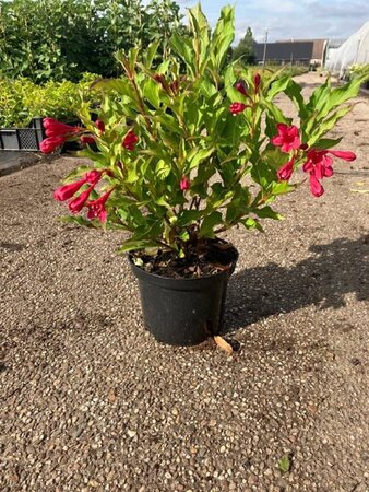 Weigela 'Red Prince' 30-40 cm cont. 2,0L - afbeelding 5