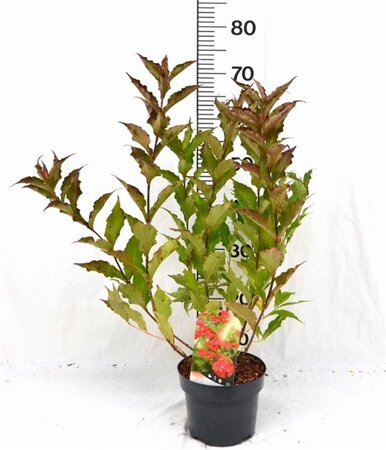 Weigela 'Red Prince' 40-50 cm cont. 3,0L - afbeelding 2