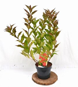 Weigela 'Red Prince' 40-50 cm cont. 3,0L - afbeelding 3