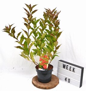 Weigela 'Red Prince' 40-50 cm cont. 3,0L