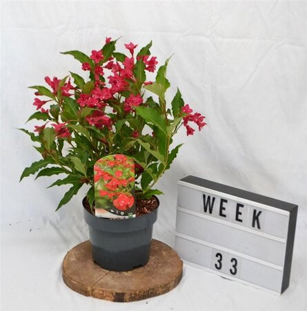 Weigela 'Red Prince' 40-50 cm cont. 3,0L - image 4