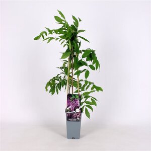 Wisteria flor. 'Rosea' 70 cm vierkant 2L