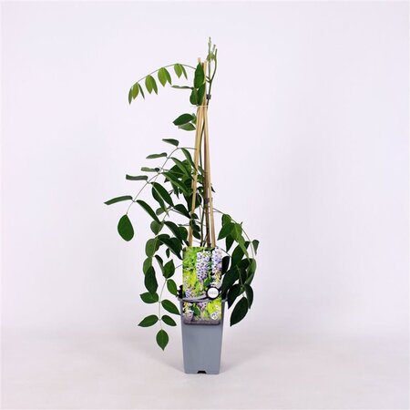Wisteria macrostachya 'Blue Moon' (Violetblauw) 70 cm vierkant 2L