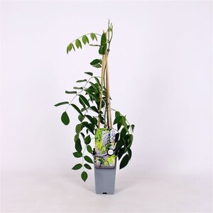 Wisteria macrostachya 'Blue Moon' (Violetblauw) 70 cm vierkant 2L