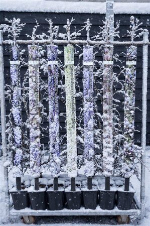 Wisteria sinensis 'Prolific' 150-175 cm cont. 5,0L - afbeelding 4