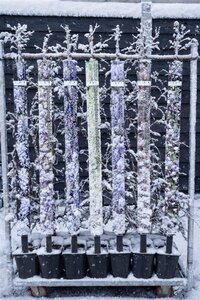 Wisteria sinensis 'Prolific' 150-175 cm cont. 5,0L - afbeelding 4