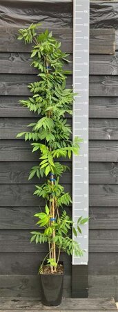 Wisteria sinensis 'Prolific' 150-175 cm cont. 5,0L - afbeelding 1