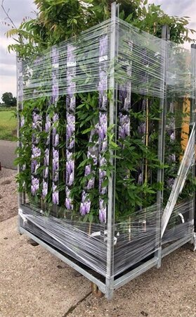 Wisteria sinensis 'Prolific' 150-175 cm cont. 5,0L - afbeelding 2