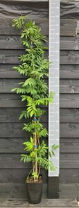 Wisteria sinensis 'Prolific' 150-175 cm cont. 5,0L