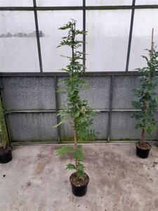 Wisteria sinensis 'Prolific' 150-175 cm cont. 5,0L - image 5