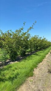 Zanthoxylum simulans ( Szechuanpeper) 150-175 cm draadkluit meerstammig - afbeelding 3