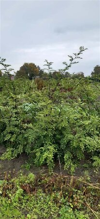 Zanthoxylum simulans ( Szechuanpeper) 175-200 cm draadkluit meerstammig