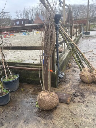 Zelkova serrata 200-250 cm draadkluit meerstammig - afbeelding 1