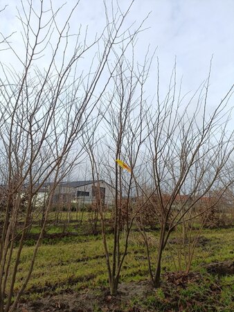 Zelkova serrata 200-250 cm draadkluit meerstammig - afbeelding 1