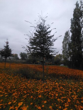 Zelkova serrata 20-25 Hoogstam draadkluit 3 X verplant