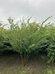 Zelkova serrata 250-300 cm draadkluit meerstammig - afbeelding 4