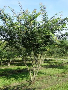 Zelkova serrata 300-350 cm draadkluit meerstammig - afbeelding 3