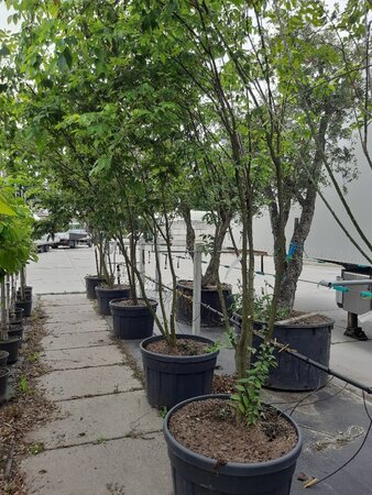 Zelkova serrata 300-350 cm draadkluit meerstammig - afbeelding 2