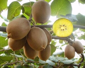 Actinidia deliciosa ‘Golden Kiwi’ 60-80 cm cont. 2,0L