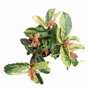 Photinia serratifolia Pink Crispy 20-30 cm cont. 2,0L - afbeelding 3