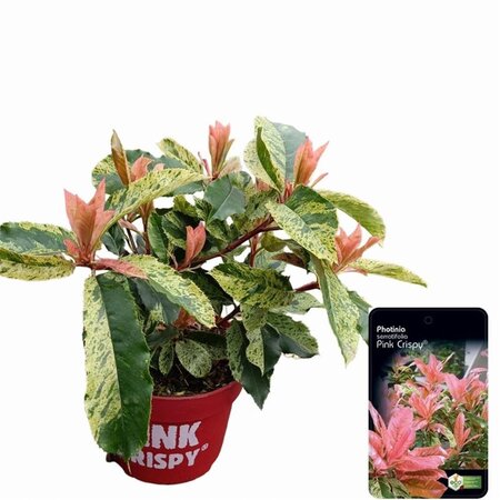 Photinia serratifolia Pink Crispy 20-30 cm cont. 2,0L - afbeelding 5