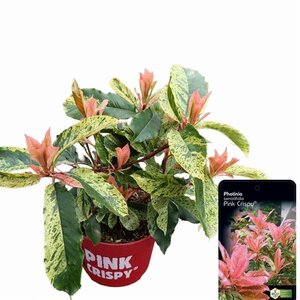 Photinia serratifolia Pink Crispy 20-30 cm cont. 2,0L - image 2