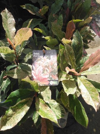 Photinia serratifolia Pink Crispy 20-30 cm cont. 2,0L - image 4