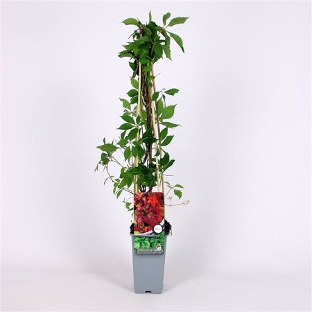 Parthenocissus quinq.engelmannii 70 cm vierkant 2L - afbeelding 3