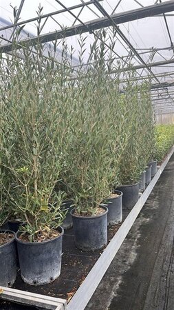 Phillyrea angustifolia 100-125 cm cont. 10L