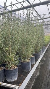 Phillyrea angustifolia 100-125 cm cont. 10L
