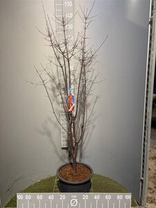 Acer griseum 100-125 cm cont. 20L