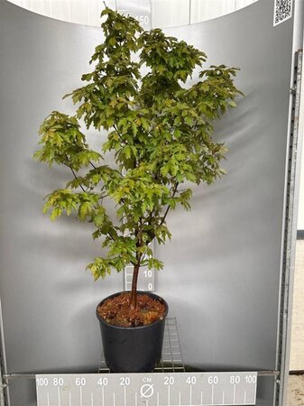 Acer griseum 100-125 cm cont. 20L - afbeelding 1