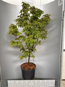 Acer griseum 100-125 cm cont. 20L