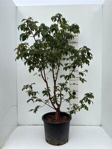 Acer griseum 100-125 cm cont. 20L - afbeelding 2