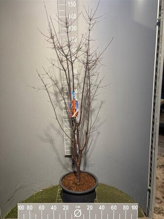 Acer griseum 100-125 cm cont. 20L - image 2