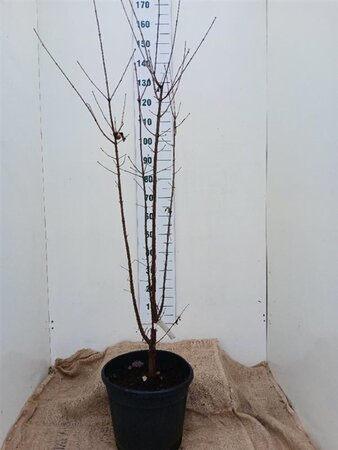 Acer griseum 125-150 cm cont. 20L