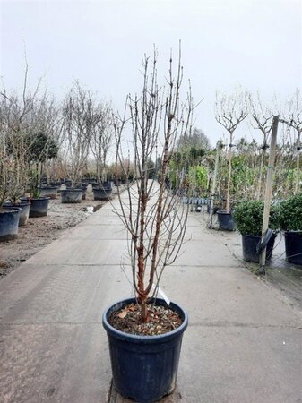 Acer griseum 125-150 cm cont. 50L - afbeelding 3