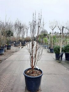 Acer griseum 125-150 cm cont. 50L - afbeelding 3