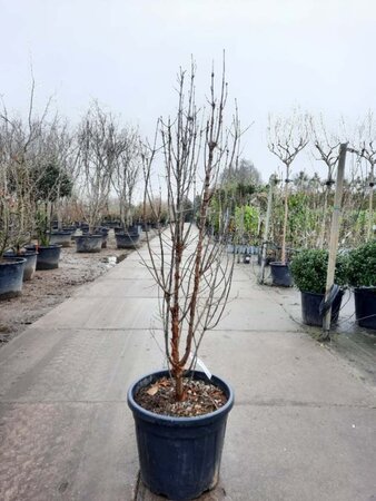 Acer griseum 125-150 cm cont. 50L - image 1