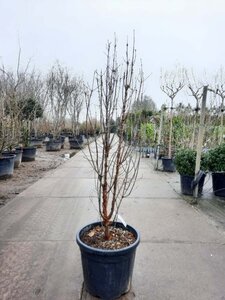 Acer griseum 125-150 cm cont. 50L