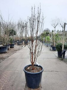 Acer griseum 125-150 cm cont. 50L - image 2