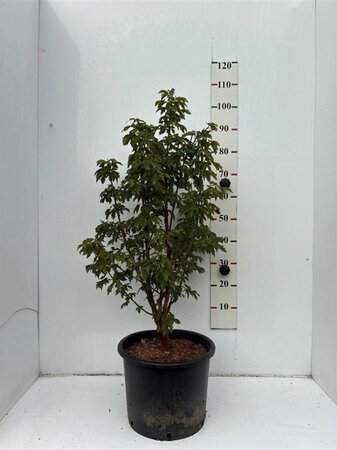 Acer griseum 80-100 cm cont. 20L